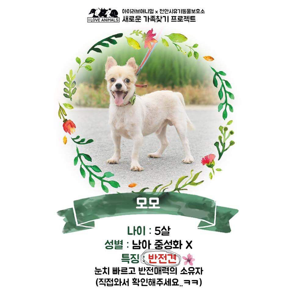 우리는 언제 가족이 생기나요? 사지 말고 입양하세요! | 인스티즈