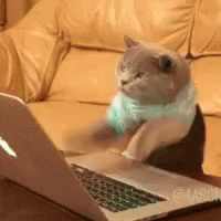 냥냥펀치 맞고 우는 댕댕이.gif | 인스티즈