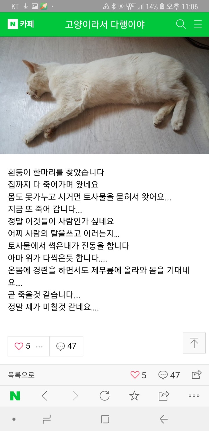 집에서 아깽이 몇십마리 키우게 됐다는 치면튄다님 고양이들이 다 죽어가고있어 | 인스티즈