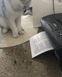 팩스 받는 냥이.gif | 인스티즈