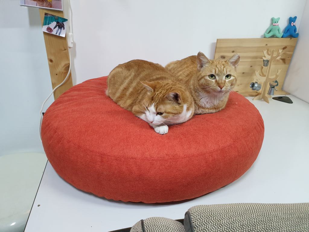 무적의 고양이 노랑이 | 인스티즈