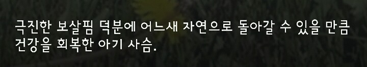 다리 다친 아기사슴을 구해주면 생기는 일 | 인스티즈