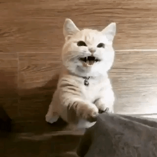 하루의 마무리는 고양이지 | 인스티즈