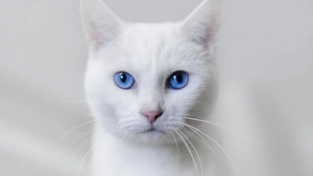 고양이 증명사진 | 인스티즈
