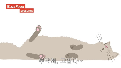 [동물] 고양이의 속마음 | 인스티즈