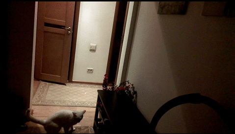 집에 키우는 냥이 활용법 | 인스티즈