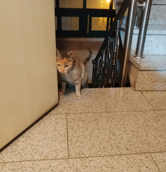살고싶어서 임신한 몸으로 사람 따라온 고양이.. | 인스티즈