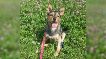 배수로서 다리 부러진 채 숨어 살던 강아지..손 내밀어 구한 부부 '뭉클' | 인스티즈