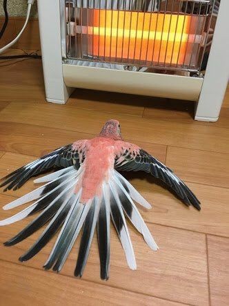 애기같은 앵무새 | 인스티즈