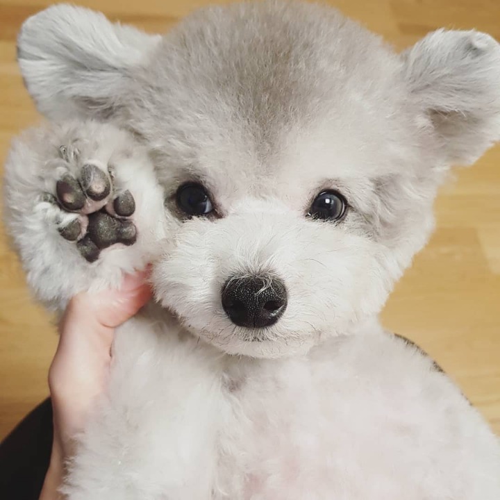 걸스데이 유라가 키우는 강아지 칸쵸..jpgif | 인스티즈