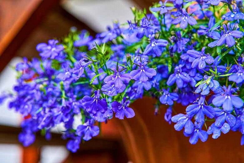 로벨리아(lobelia) 이미지