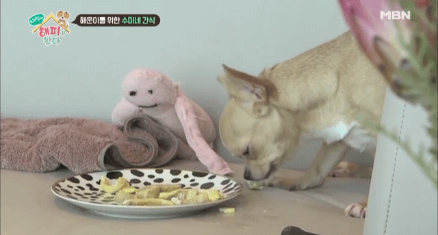[우리집에해피가왔다] 졸린 척 하는 강아지 해운이.jpgif | 인스티즈