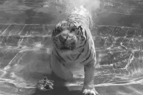호랑이가 쫓아올땐 물속으로.gif | 인스티즈