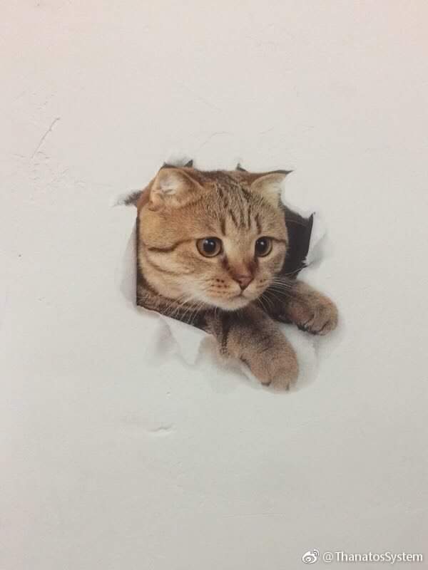 3D 고양이 벽지.jpg | 인스티즈