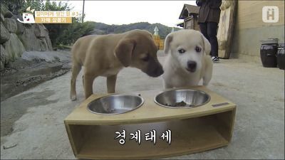 짱절미는 커도 덮절미라는게 학계 정설 | 인스티즈