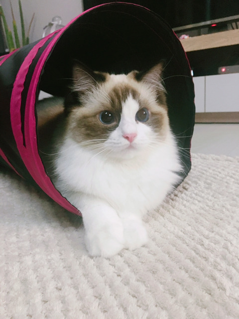 오동통한 고양이의 입술 ㅇㅅㅇ | 인스티즈