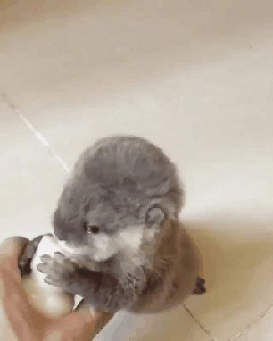 우유 마시는 수달이 gif | 인스티즈