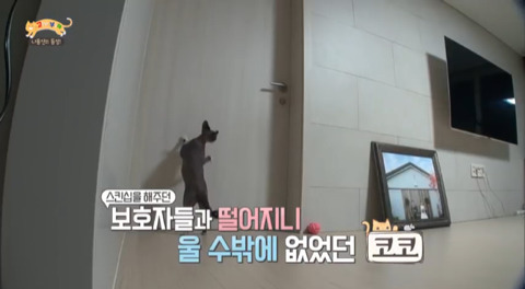 고양이가 아니라 인형을 키우는듯한 집 .jpg | 인스티즈
