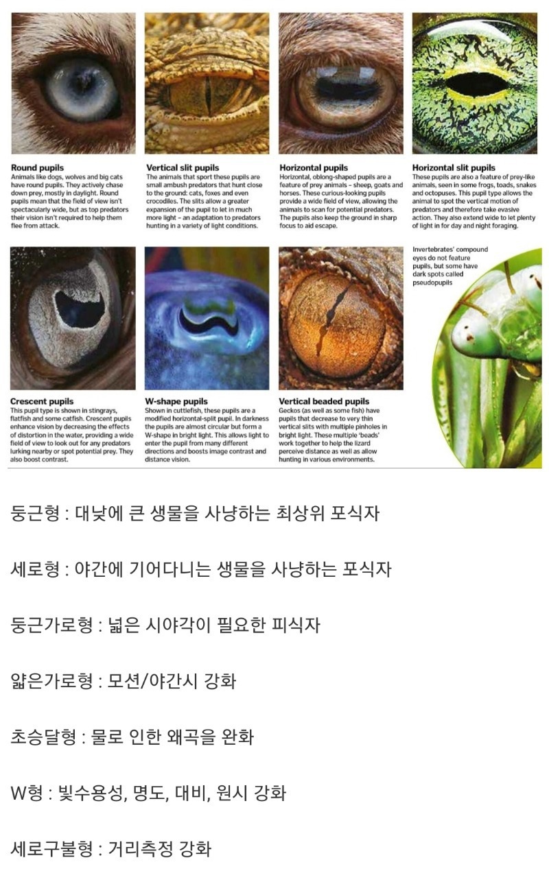 동물들의 동공모양에 따른 기능 ㅎㄷㄷ | 인스티즈