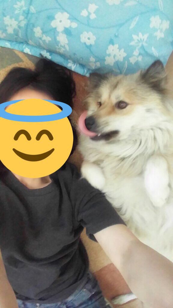 경기도 김포) 강아지를 찾습니다 | 인스티즈