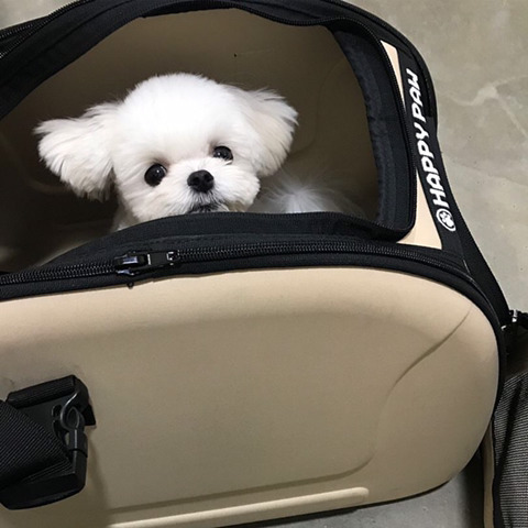 슈퍼주니어 이특이 키우는 반려견 심쿵이.jpg | 인스티즈