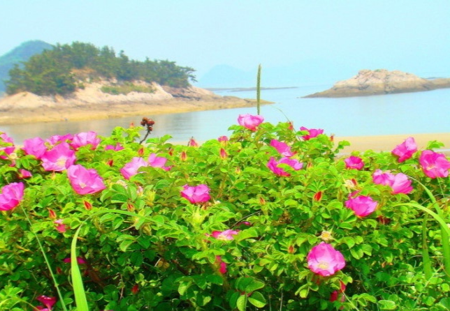해당화 이미지