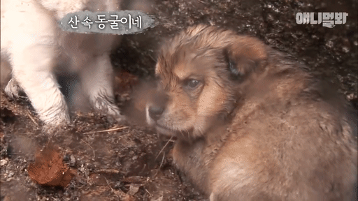 북한산 바위 틈에서 구조된 인절미들ㅠㅠㅠㅠㅠㅠ.gif | 인스티즈