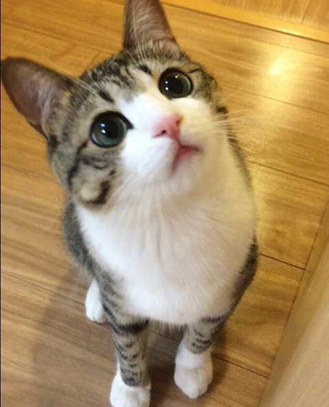 이름이 참새(すずめ)라는 사랑스런 고양이 | 인스티즈