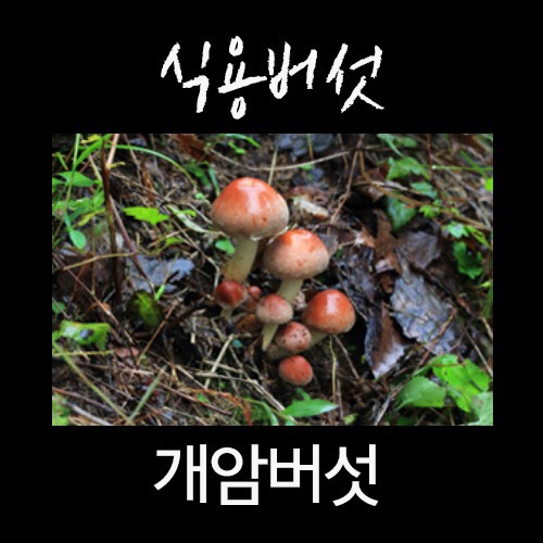 산에서 절대 먹으면 안되는 독버섯 | 인스티즈