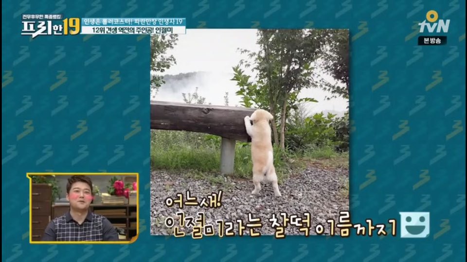 [인절미/짱절미] tvn 프리한19 견생역전의 주인공 | 인스티즈