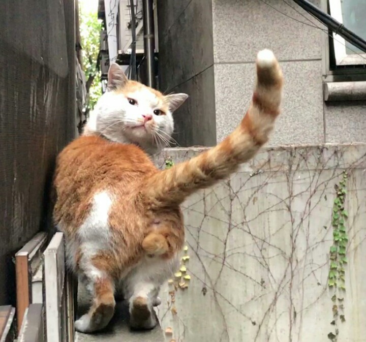 양이네 이미지