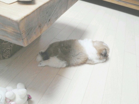 울 집 강아지 삐진 거니?.jpg | 인스티즈