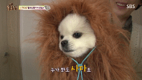 포메라니안의 사자 코스프레.gif | 인스티즈