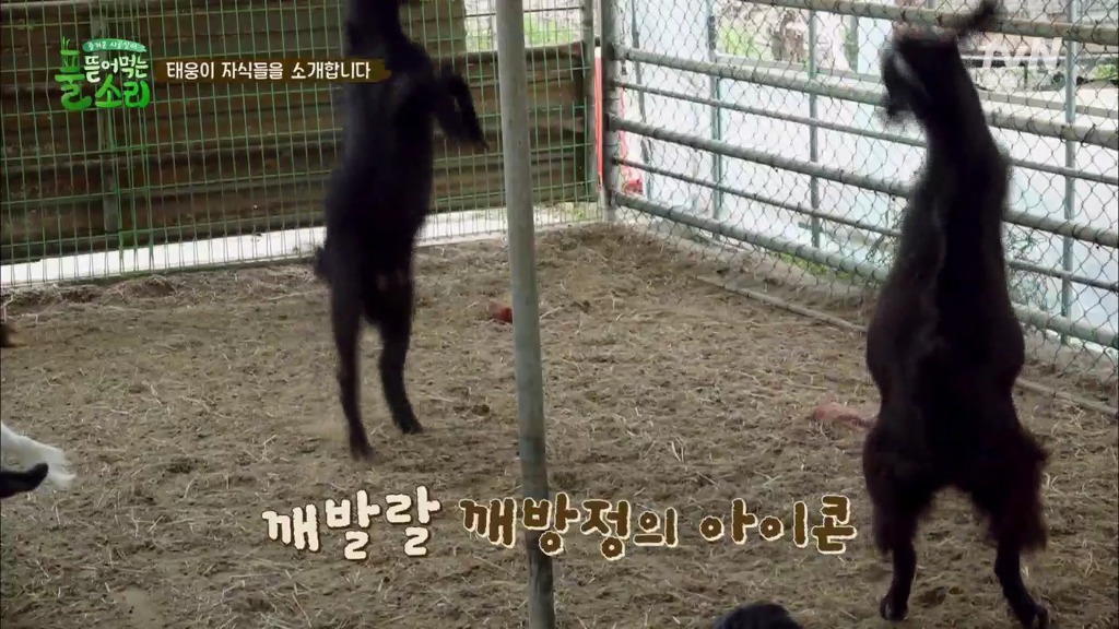 [풀뜯어먹는소리] 닭에서 시작해 소까지 살 수 있게 된 중딩농부 태웅.jpg | 인스티즈