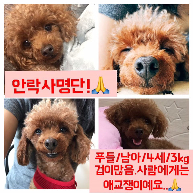 안락사명단 아이들 보고가줘ㅠㅠ 엄청많아.. | 인스티즈