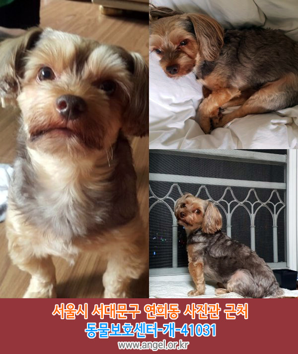 수컷 이미지