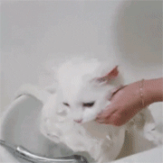 일반인은 잘 모르는 고양이 목욕시키기.gif | 인스티즈
