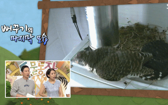 시청자들을 충격에 빠뜨렸던 동물농장 뻐꾸기 탁란 그 후 이야기.gif | 인스티즈