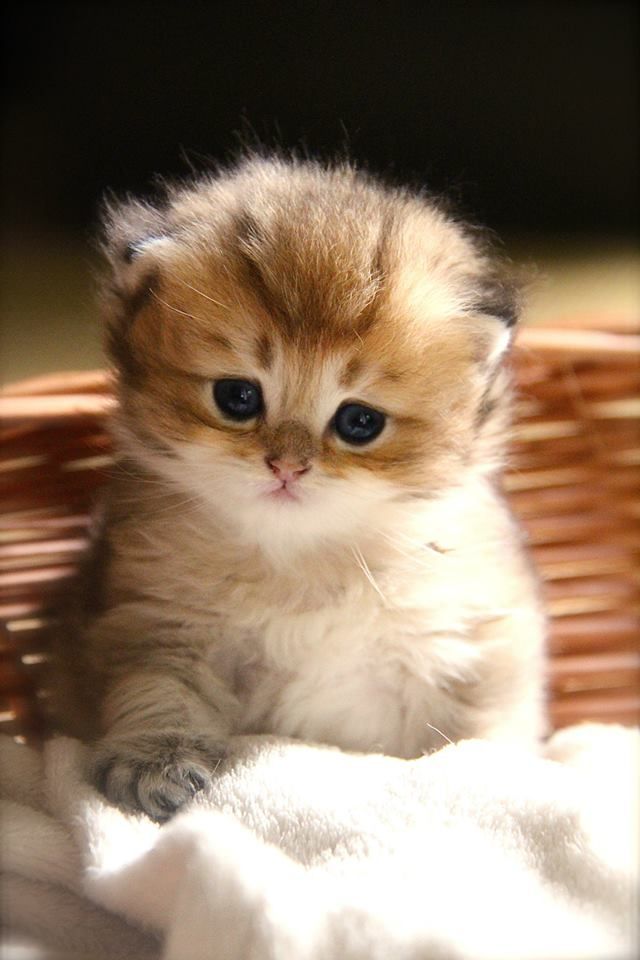 국내에는 거의 없다는 고양이 종류 | 인스티즈