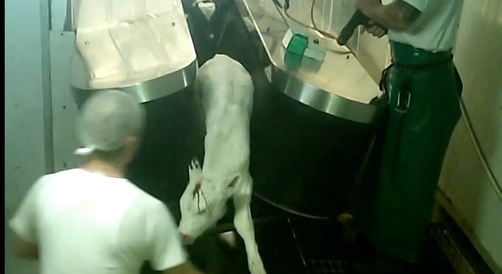 우유의 진실 - 강간으로 얻어지는 우유 (혐오주의) | 인스티즈