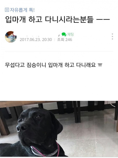 개 입마개 하고 다니시라는 분들 | 인스티즈
