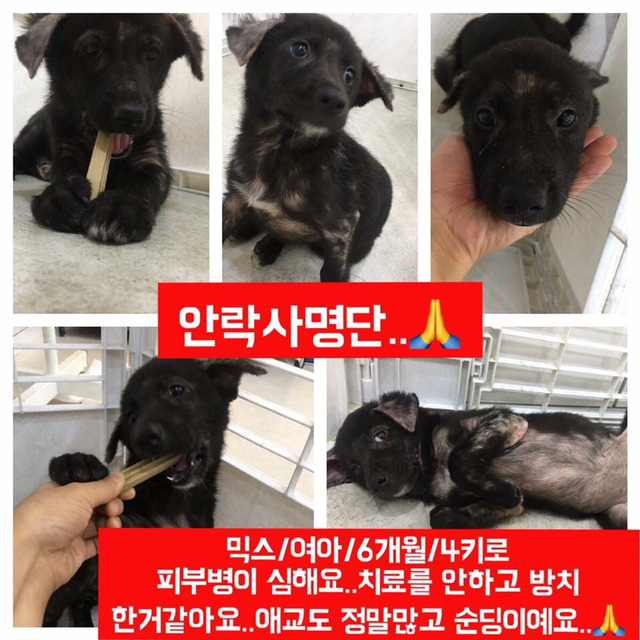 안락사명단 아이들 보고가줘ㅠㅠ 엄청많아.. | 인스티즈