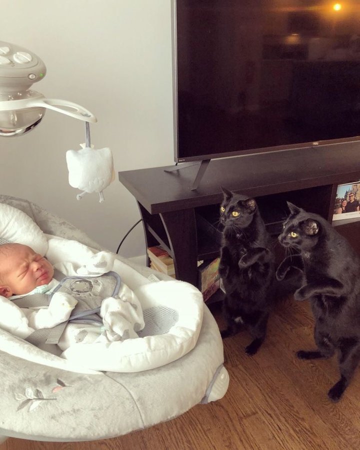 작은집사 우는거보고 깜짝놀란 고양이.jpg | 인스티즈