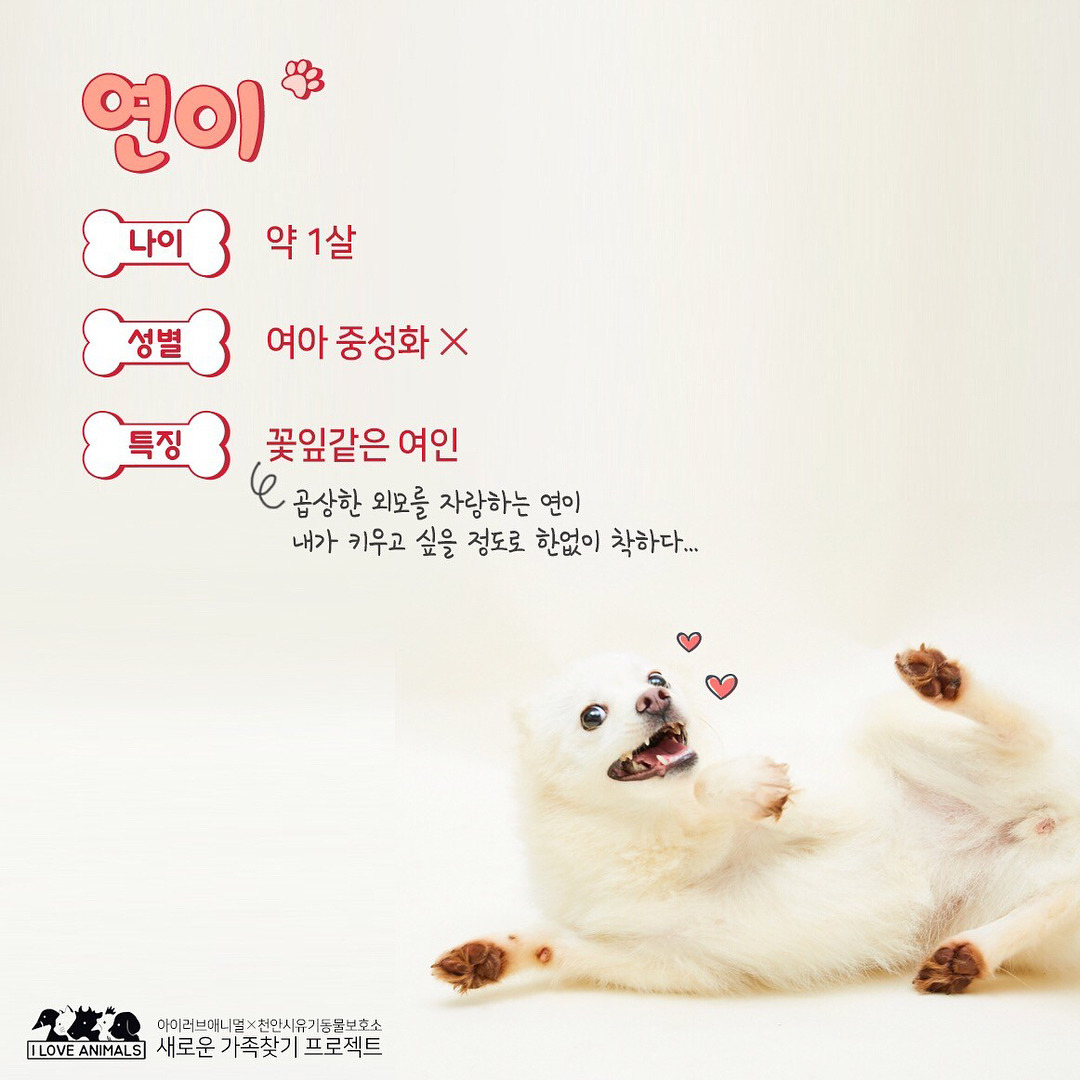 우리는 언제 가족이 생기나요? 사지 말고 입양하세요! | 인스티즈