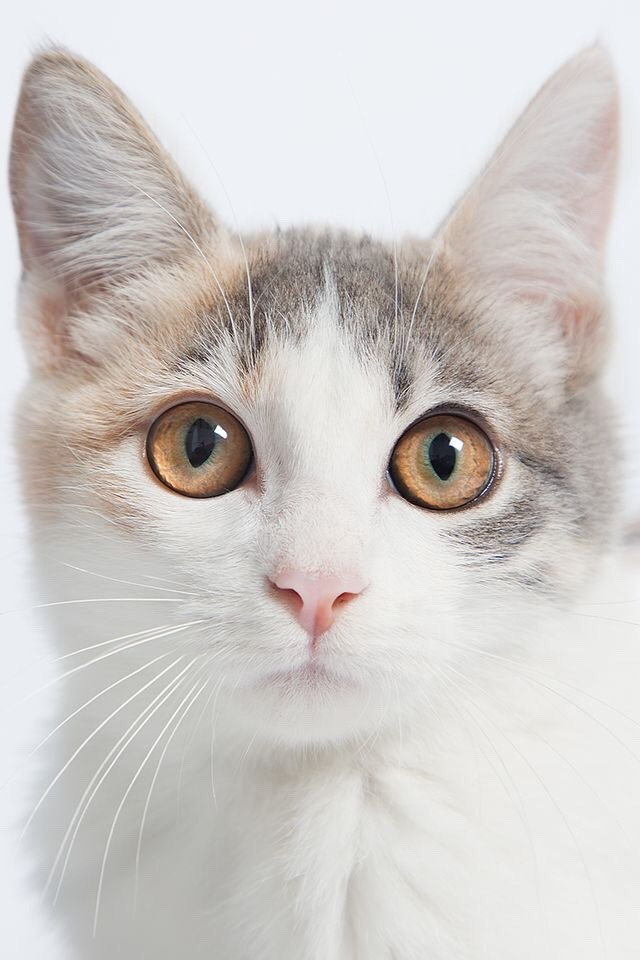 개와 고양이.jpg | 인스티즈