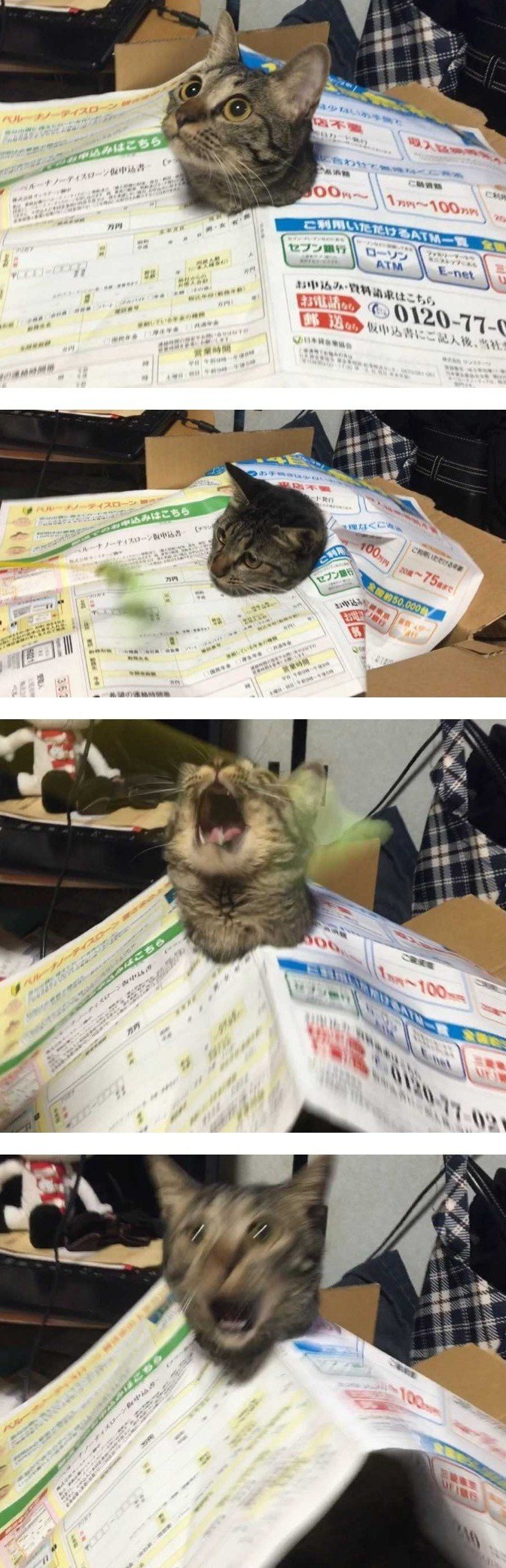 집사랑 놀다가 절박해진 고양이 | 인스티즈