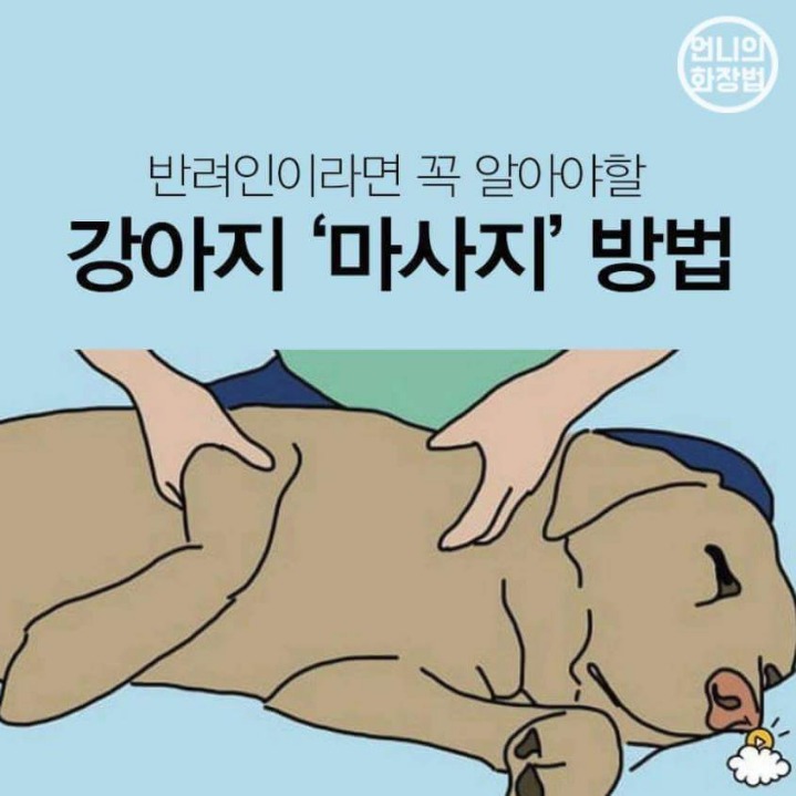 강아지 마사지 하는법 | 인스티즈