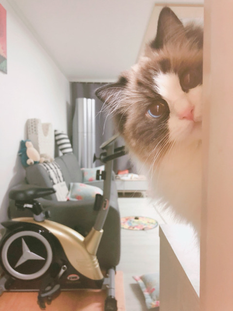 랙돌 고양이 쵸쵸의 일상 | 인스티즈