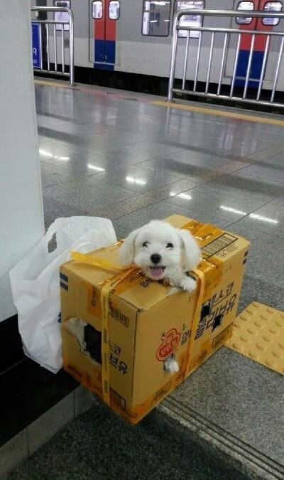 추석을 보내는 댕댕이 | 인스티즈